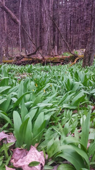 Wild Leek