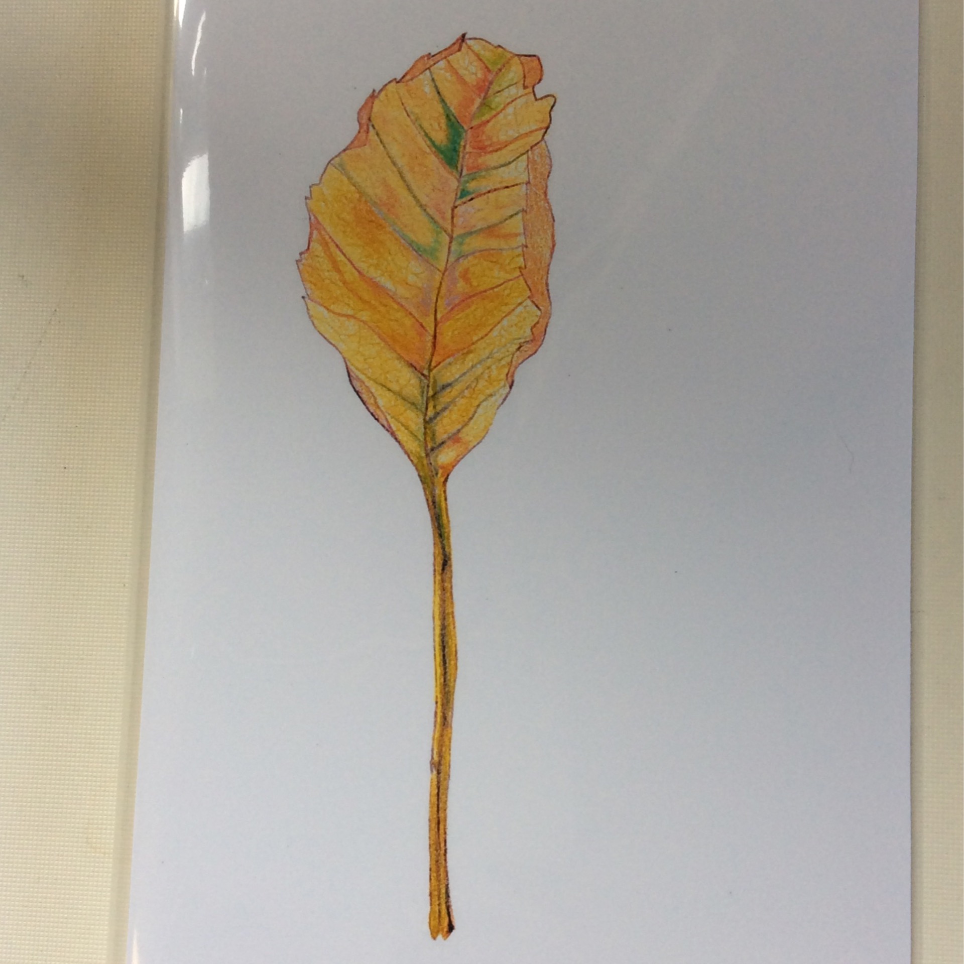 Still-life Leaf