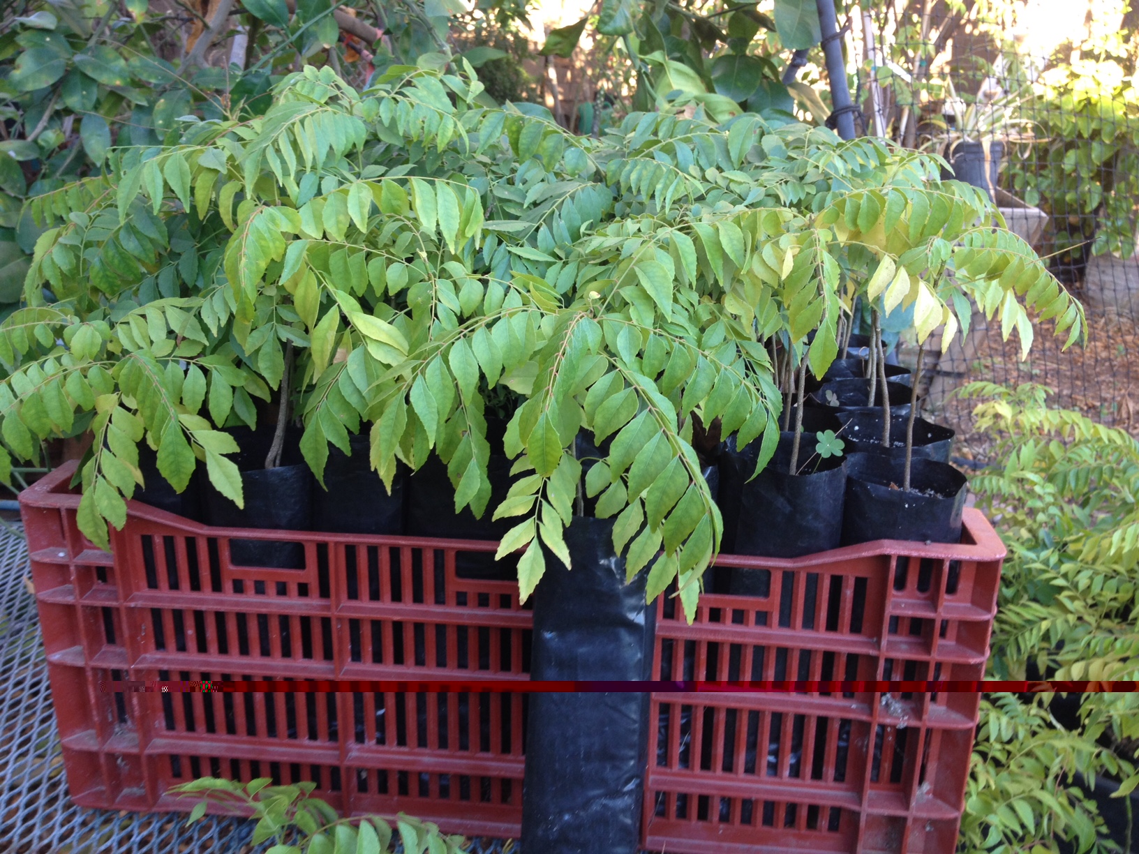 Curry Leaf Indian Curry Leaf PLant Murraya koenigii