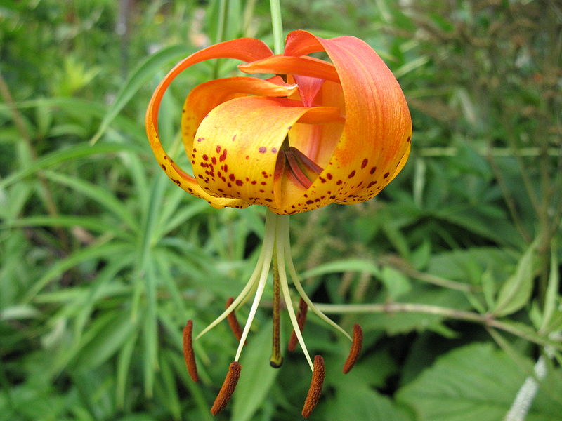 Michigan Lily