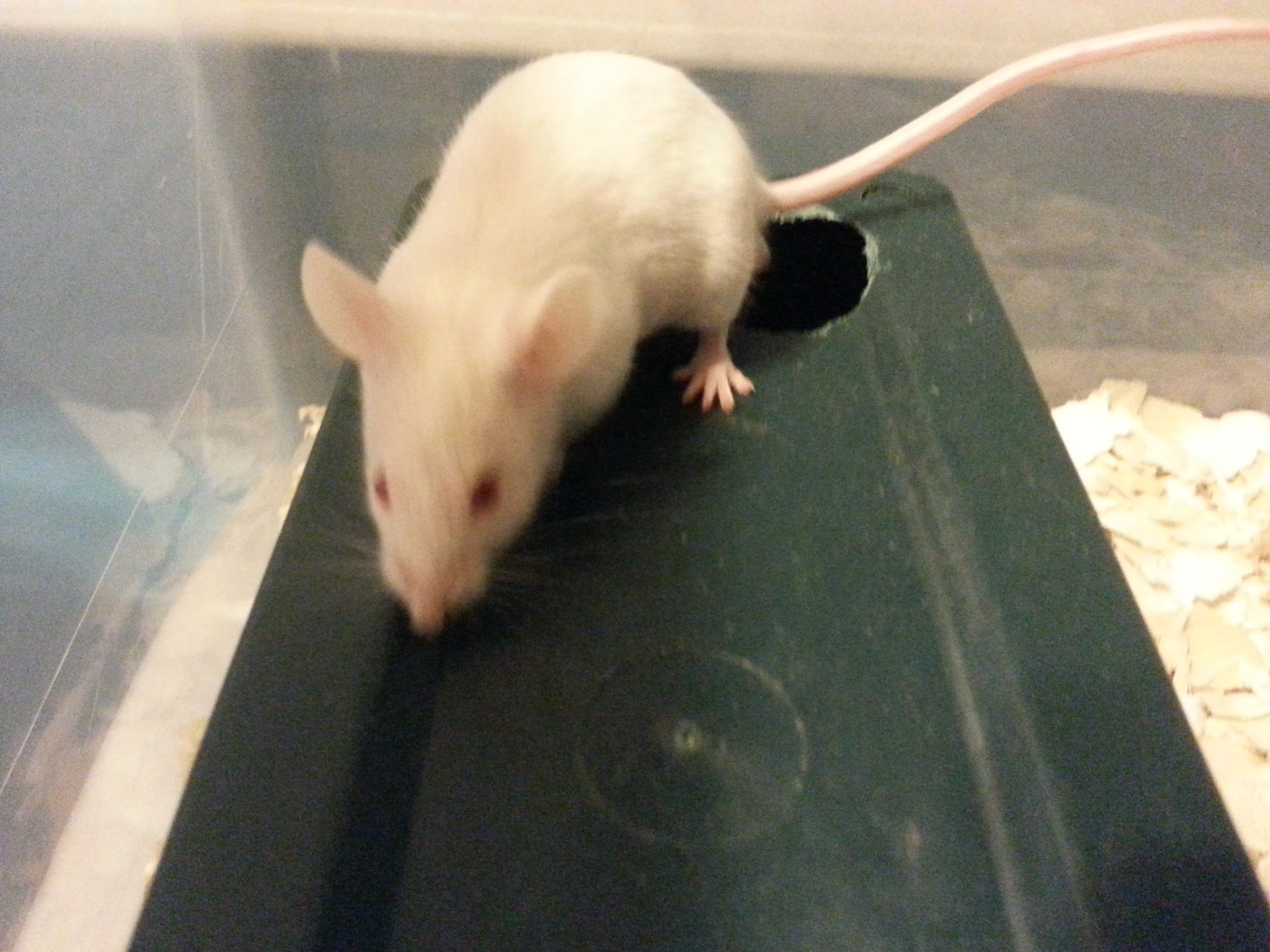 7. White Mice, Large/XL