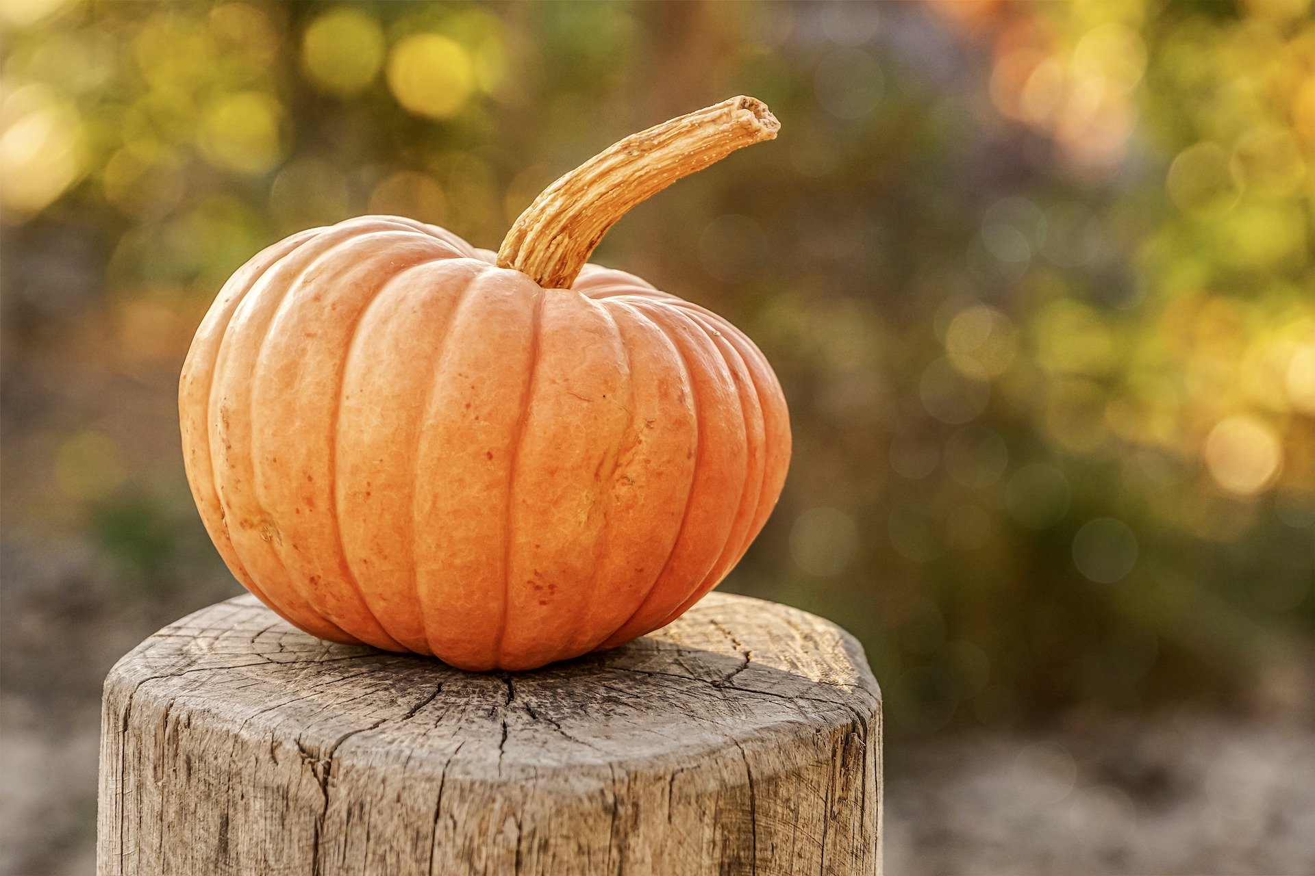Saturday 10/17 Trick-Or-Treat Pumpkin Trains