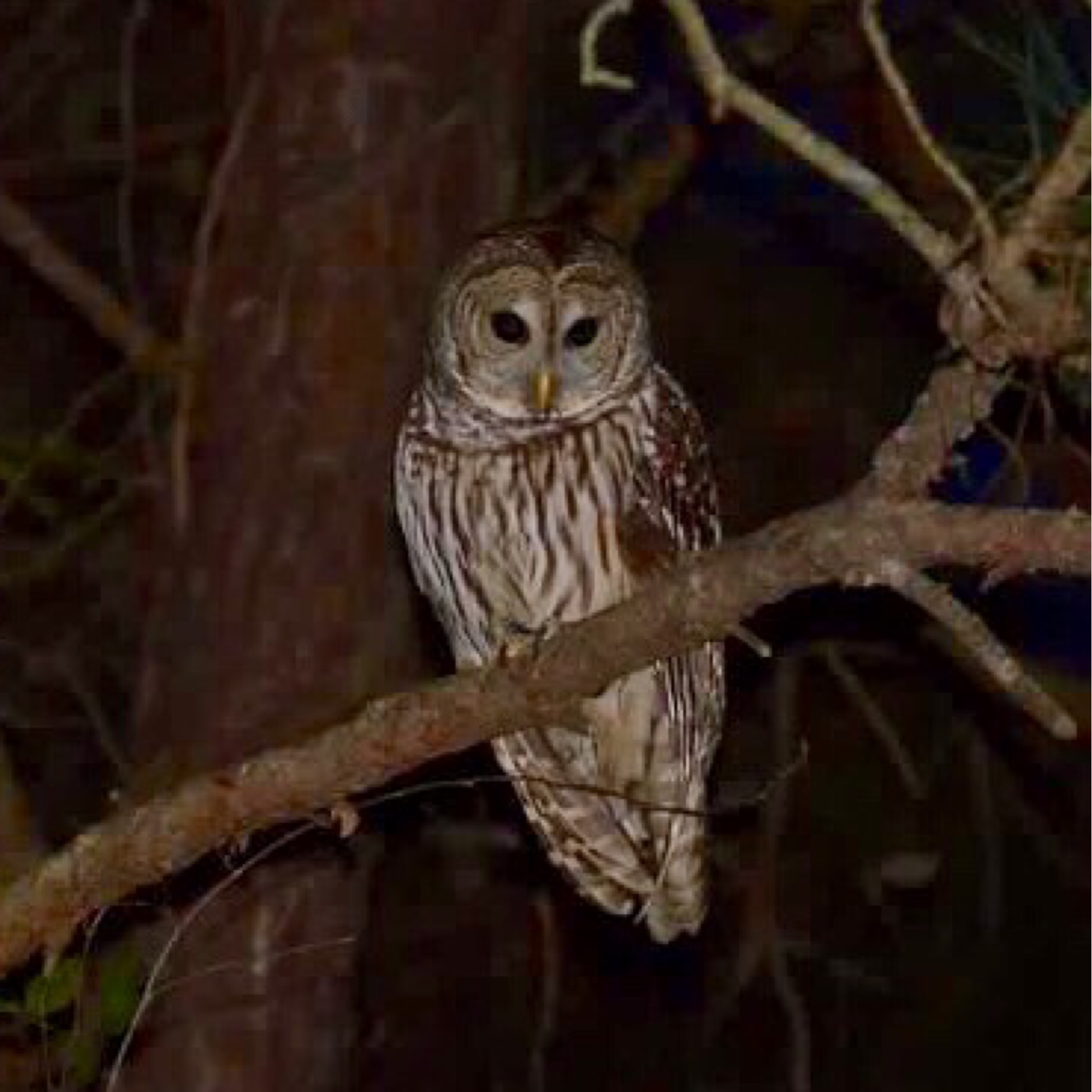 Owl