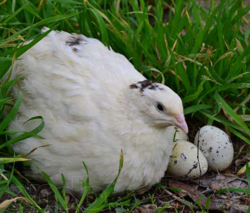 Texas A&M Quail Breeders