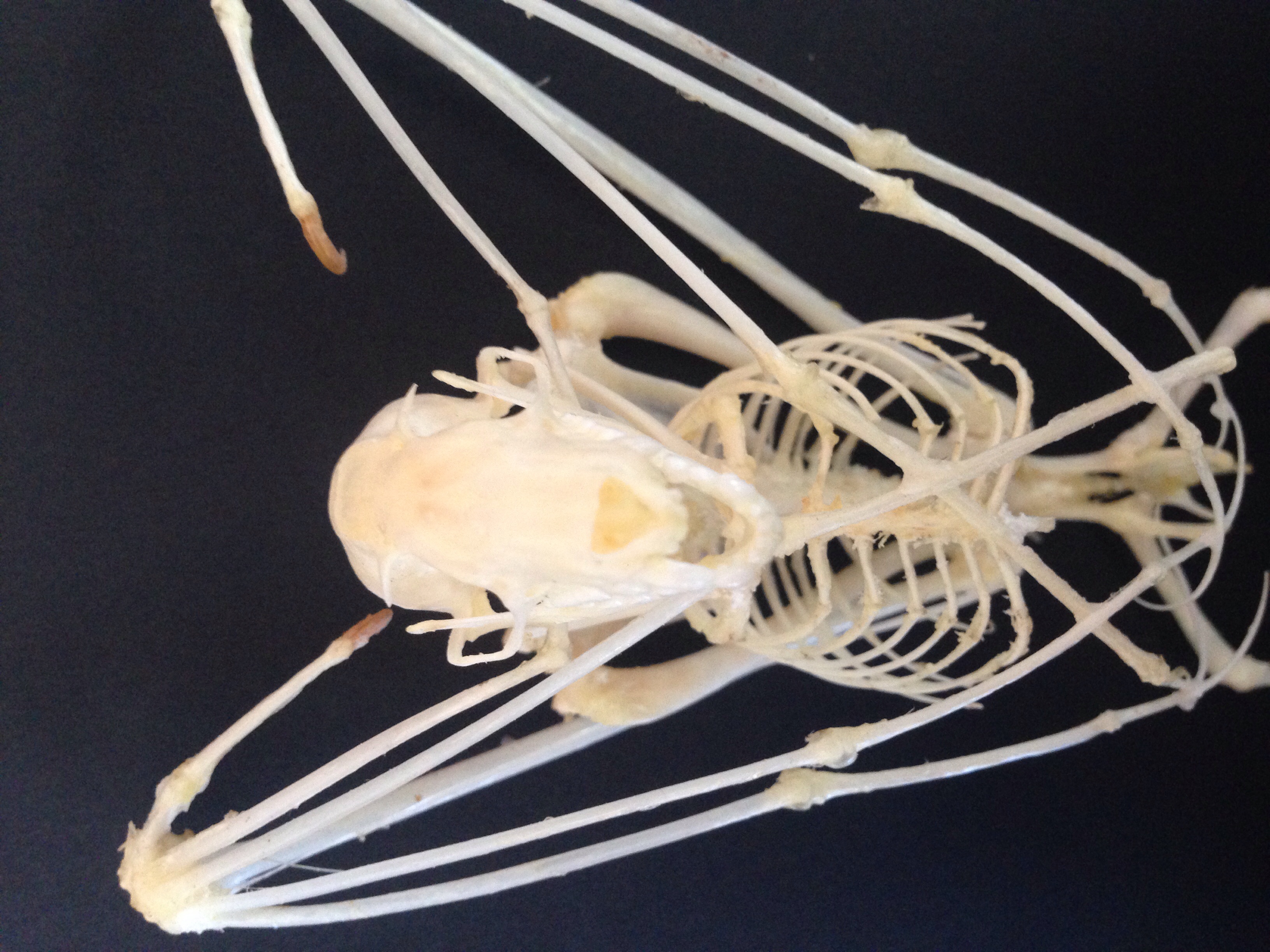 Hanging Bat Skeleton