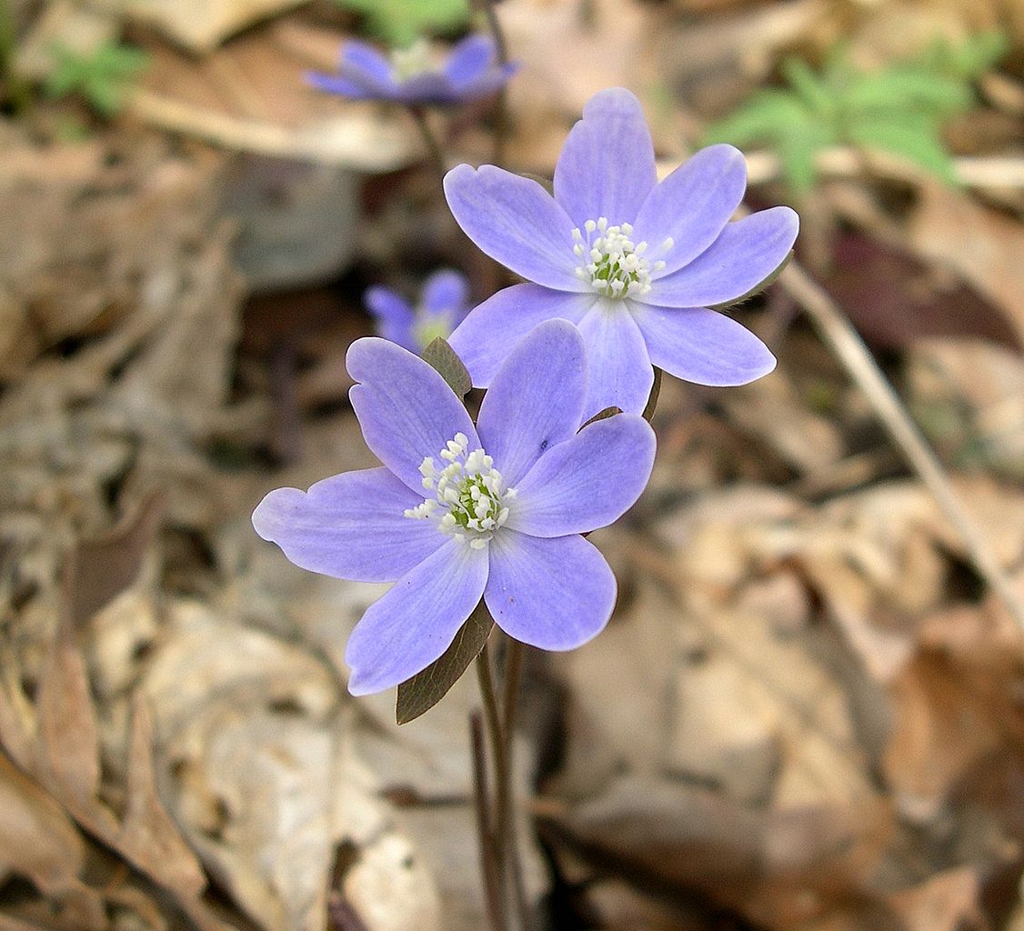 Sharp-lobed Hepatica